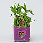 Potted Lucky Bamboo In I Love You Glass Vase