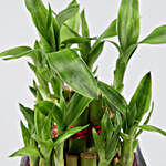 Potted Lucky Bamboo In I Love You Glass Vase