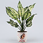 Silver Aglaonema Plant In Personalised Pot