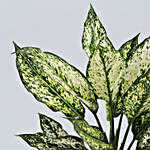 Silver Aglaonema Plant In Personalised Pot