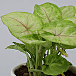Syngonium Plant In Personalised White Planter