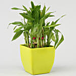 Two Layer Lucky Bamboo & Money Plant Combo