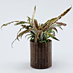 Cryptanthus Plant In Mosaic Planter