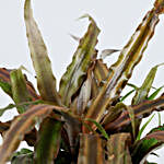 Cryptanthus Plant In Mosaic Planter