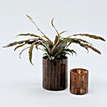 Cryptanthus Plant & Votive Combo
