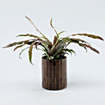 Cryptanthus Plant & Votive Combo