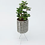 Ficus Compacta Plant In Black Mosaic Pot With Stand
