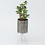 Ficus Compacta Plant In Black Mosaic Pot With Stand