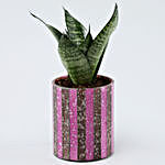 Green Sansevieria Plant & Pink Votives Set