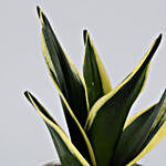 MILT Sansevieria Plant & Green Votive Combo