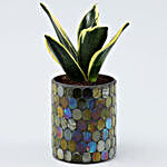 MILT Sansevieria Plant In Green Mosaic Pot
