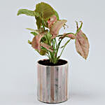 Pink Syngonium Potted Plant In Mosaic Pot