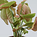 Pink Syngonium Potted Plant In Mosaic Pot