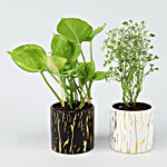 Money & Aralia Plants Set In Ceramic Pots