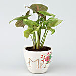 Mr & Mrs Syngonium Plant Set In Ceramic Pots