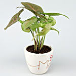 Mr & Mrs Syngonium Plant Set In Ceramic Pots