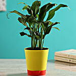 Peace Lily Plant In Self-Watering Yellow Pot