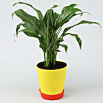 Peace Lily Plant In Self-Watering Yellow Pot