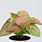 Pink Syngonium Plant In Self-Watering Pot