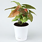 Pink Syngonium Plant In Self-Watering White Pot