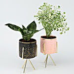 Sansevieria & Aralia Plants Set In Ceramic Pots