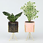 Sansevieria & Aralia Plants Set In Ceramic Pots