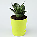 Sansevieria Plant In Self-Watering Green Pot