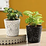 Set of 2 Syngonium Plants In Ceramic Pots