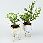 Set of Syngonium & Ficus Compacta In Ceramic Pots