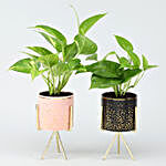 Set of Two Money Plants In Ceramic Planters