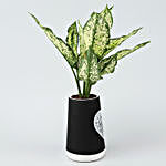 Red Aglaonema Plant In Ceramic Love Pot