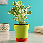 White Pothos Plant In Self-Watering Green Pot