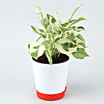 White Pothos Plant In Self-Watering White Pot