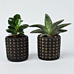 Aloe Snowflake & Ficus Plant Set In Ceramic Pots