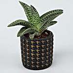 Aloe Snowflake & Ficus Plant Set In Ceramic Pots