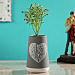 Aralia Plant In Grey Ceramic Love Pot