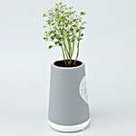 Aralia Plant In Grey Ceramic Love Pot