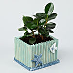 Echinocactus & Ficus Plant Set In Resin Pots