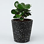 Ficus & Sansevieria Plant Set In Ceramic Pots