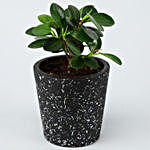 Ficus & Sansevieria Plant Set In Ceramic Pots