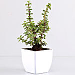 Karwa Chauth Table Top With Jade Plant & Lucky Bamboo