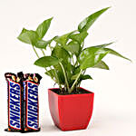 Snickers Money Plant