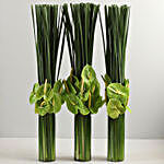 Three Green Anthuriums In Cylinder Glass Vases