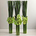 Three Green Anthuriums In Cylinder Glass Vases
