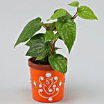 Betel Leaf Plant in Orange Terracotta Pot
