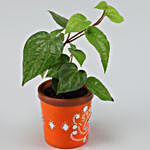 Betel Leaf Plant in Orange Terracotta Pot