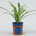 Chlorophythum Plant in Blue Terracotta Pot