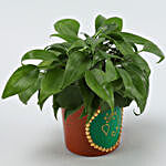 Oxycardium Plant in Green Terracotta Pot