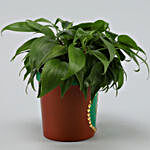 Oxycardium Plant in Green Terracotta Pot