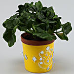 Philodendron Plant in Yellow Terracotta Pot